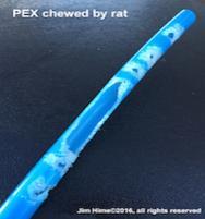 pexchewedbyrat1a